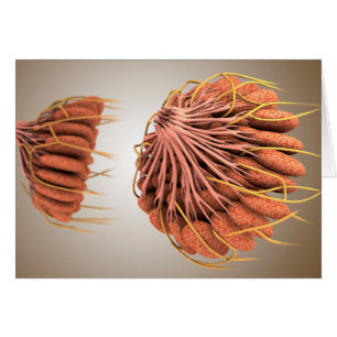 Conceptueel Afbeelding van de borstanatomie van he