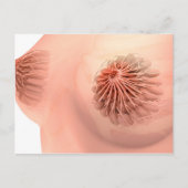 Conceptueel Afbeelding van de borstanatomie van he Briefkaart (Voorkant)