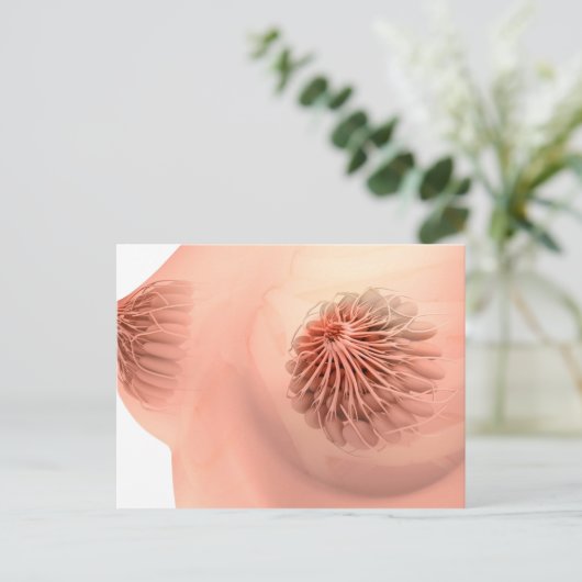 Conceptueel Afbeelding van de borstanatomie van he Briefkaart (Staand voorkant)