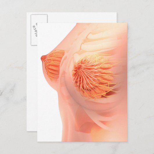 Conceptueel Afbeelding van de borstanatomie van he Briefkaart (Voorkant / Achterkant)