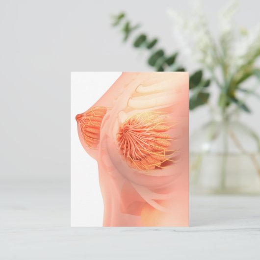 Conceptueel Afbeelding van de borstanatomie van he Briefkaart (Staand voorkant)