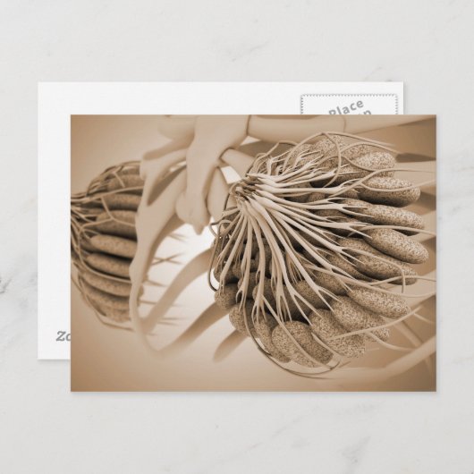 Conceptueel Afbeelding van de borstanatomie van he Briefkaart (Voorkant / Achterkant)