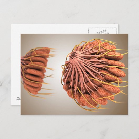 Conceptueel Afbeelding van de borstanatomie van he Briefkaart (Voorkant / Achterkant)