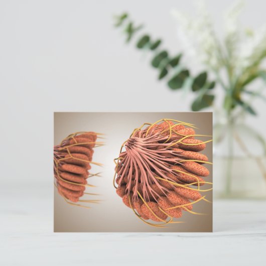 Conceptueel Afbeelding van de borstanatomie van he Briefkaart (Staand voorkant)