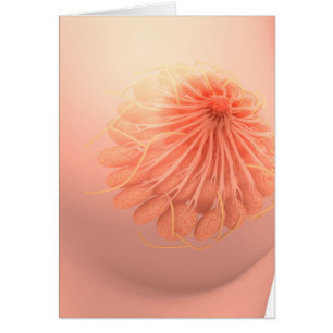 Conceptueel Afbeelding van de borstanatomie van Vr