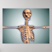 Conceptueel Afbeelding van de menselijke ribkooi e Poster (Voorkant)