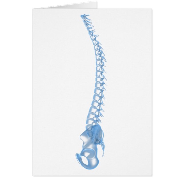 Conceptueel Afbeelding van de menselijke ruggengra (Voorkant)