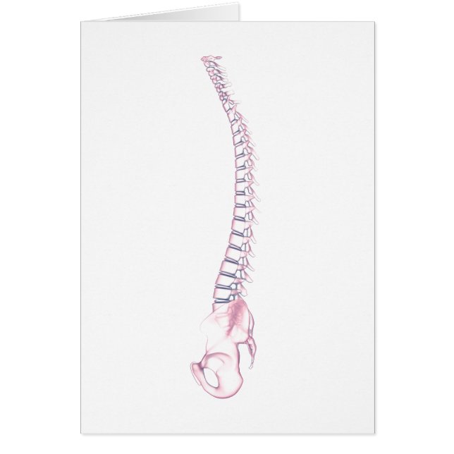 Conceptueel Afbeelding van de menselijke ruggengra (Voorkant)