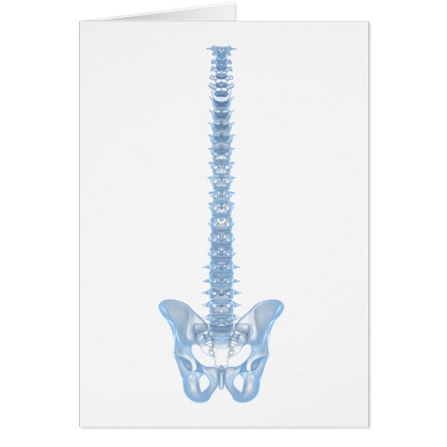 Conceptueel Afbeelding van de menselijke ruggengra (Voorkant)
