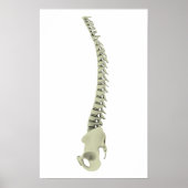 conceptueel Afbeelding van de menselijke ruggengra Poster (Voorkant)