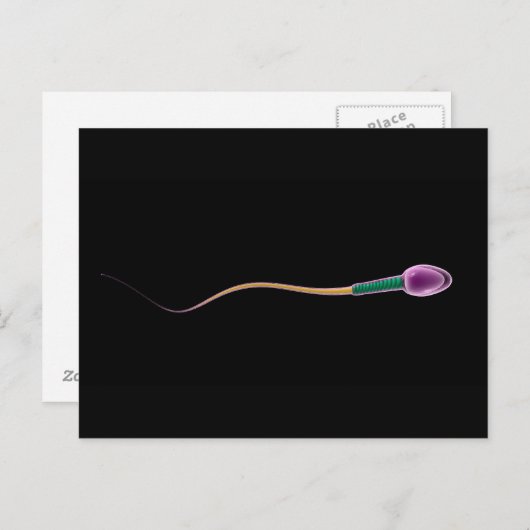 Conceptueel Afbeelding van de Sperm-anatomie Briefkaart (Voorkant / Achterkant)