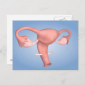 Conceptueel Afbeelding van de voortplantingsorgane Briefkaart (Voorkant / Achterkant)