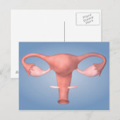 Conceptueel Afbeelding van de voortplantingsorgane Briefkaart (Voorkant / Achterkant)