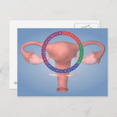 Conceptueel Afbeelding van de voortplantingsorgane Briefkaart (Voorkant / Achterkant)