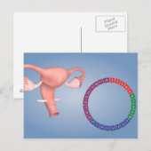 Conceptueel Afbeelding van de voortplantingsorgane Briefkaart (Voorkant / Achterkant)