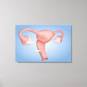 Conceptueel Afbeelding van de voortplantingsorgane Canvas Afdruk (Voorkant)