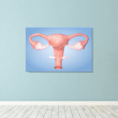 Conceptueel Afbeelding van de voortplantingsorgane Canvas Afdruk (Insitu (Houten vloer))