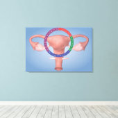 Conceptueel Afbeelding van de voortplantingsorgane Canvas Afdruk (Insitu (Houten vloer))