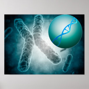 Conceptueel Afbeelding van een telomeer met DNA Poster