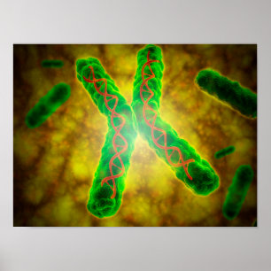 Conceptueel Afbeelding van een telomeer Poster