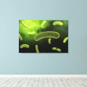 Conceptueel Afbeelding van gemeenschappelijke bact Canvas Afdruk (Insitu (Houten vloer))