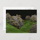 Conceptueel Afbeelding van het Coxsackievirus 1 Briefkaart (Voorkant / Achterkant)