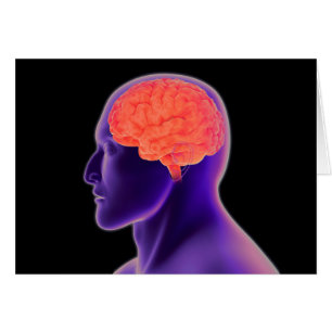 Conceptueel Afbeelding van het menselijk brein 1