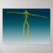 Conceptueel Afbeelding van het menselijk zenuwstel Poster (Voorkant)