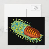 Conceptueel Afbeelding van het rabiësvirus 3 Briefkaart (Voorkant / Achterkant)