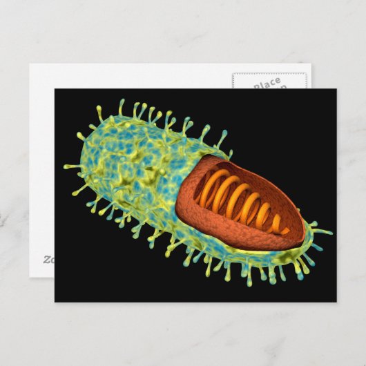 Conceptueel Afbeelding van het rabiësvirus 3 Briefkaart (Voorkant / Achterkant)