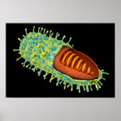 Conceptueel Afbeelding van het rabiësvirus 3 Poster (Voorkant)