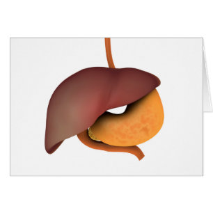 Conceptueel Afbeelding van het spijsverteringsstel