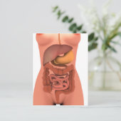 Conceptueel Afbeelding van het spijsverteringsstel Briefkaart (Staand voorkant)