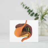 Conceptueel Afbeelding van het spijsverteringsstel Briefkaart (Staand voorkant)