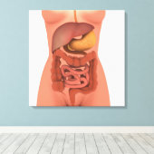 Conceptueel Afbeelding van het spijsverteringsstel Canvas Afdruk (Insitu (Houten vloer))