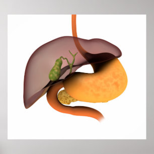 Conceptueel Afbeelding van het spijsverteringsstel Poster