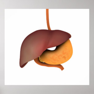 Conceptueel Afbeelding van het spijsverteringsstel Poster