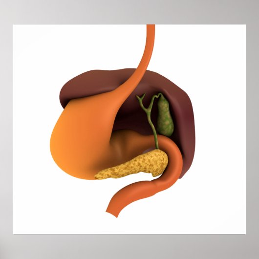 Conceptueel Afbeelding van het spijsverteringsstel Poster (Voorkant)