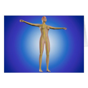 Conceptueel Afbeelding van het Vrouw Zenuwstelsel