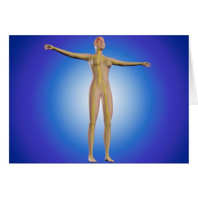 Conceptueel Afbeelding van het Vrouw Zenuwstelsel (Voorkant Horizontaal)