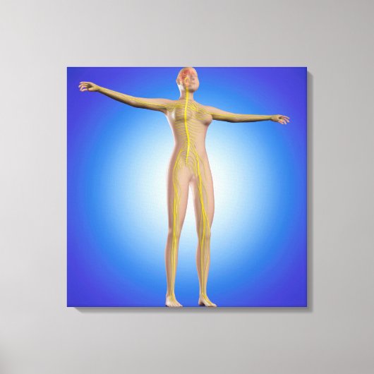 Conceptueel Afbeelding van het Vrouw Zenuwstelsel Canvas Afdruk (Voorkant)