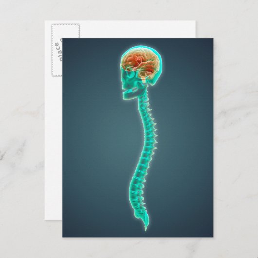 Conceptueel Afbeelding van humaan brein, schedel e Briefkaart (Voorkant / Achterkant)