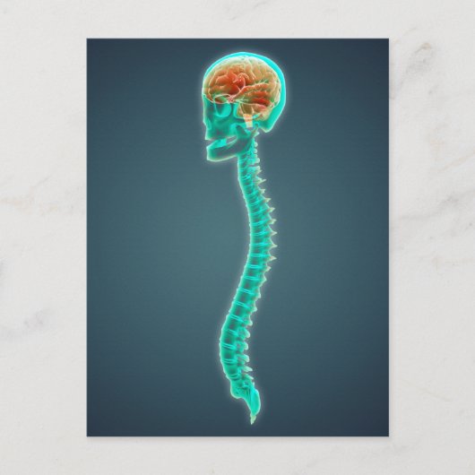 Conceptueel Afbeelding van humaan brein, schedel e Briefkaart (Voorkant)