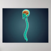 Conceptueel Afbeelding van humaan brein, schedel e Poster (Voorkant)