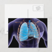 Conceptueel Afbeelding van menselijke longen en ri Briefkaart (Voorkant / Achterkant)