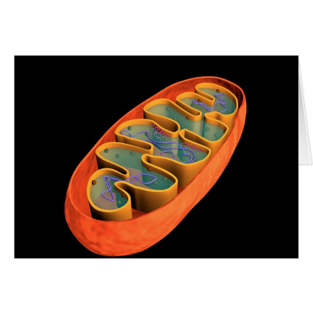 Conceptueel Afbeelding van Mitochondria 3 (Voorkant Horizontaal)