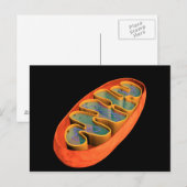 Conceptueel Afbeelding van Mitochondria 3 Briefkaart (Voorkant / Achterkant)