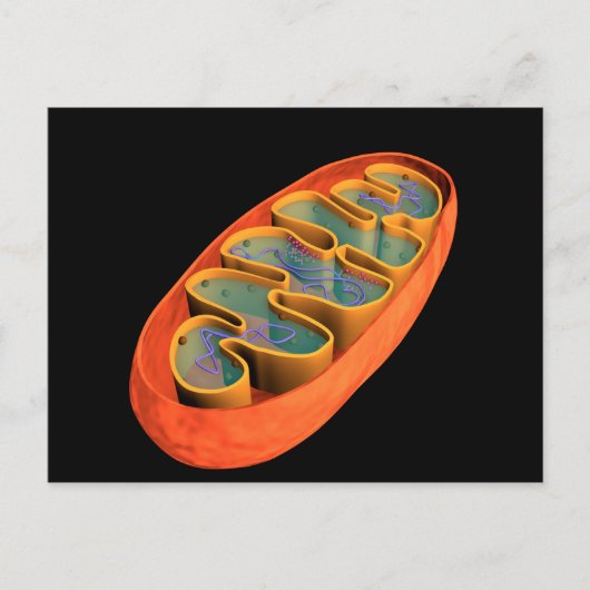 Conceptueel Afbeelding van Mitochondria 3 Briefkaart (Voorkant)