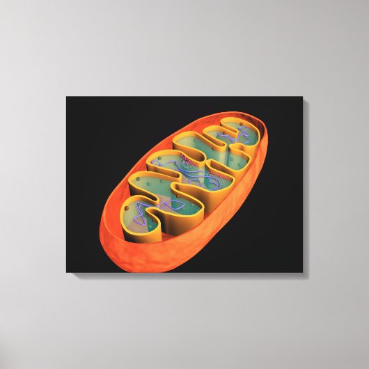 Conceptueel Afbeelding van Mitochondria 3 Canvas Afdruk (Voorkant)