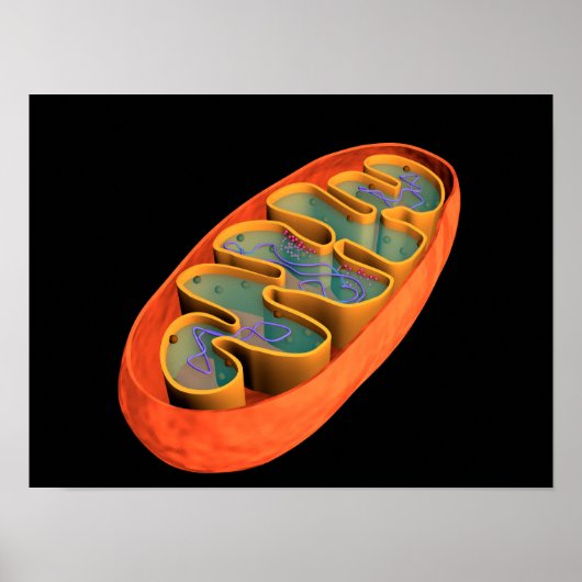 Conceptueel Afbeelding van Mitochondria 3 Poster (Voorkant)